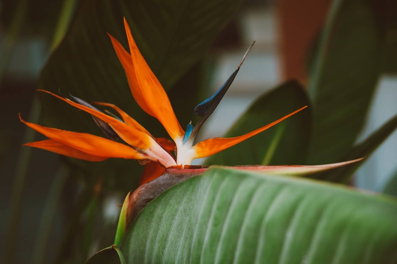 Costa Rica Destination Weddings