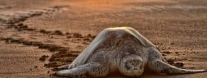 Ostional Wildlife Refuge_ Costa Rica’s Turtle Paradise Near Nosara