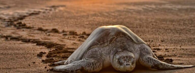 Ostional Wildlife Refuge_ Costa Rica’s Turtle Paradise Near Nosara